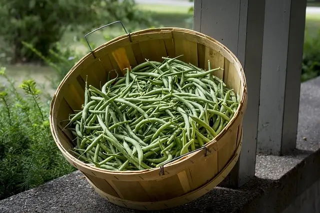 Dehydrate dreen beans using air dry method